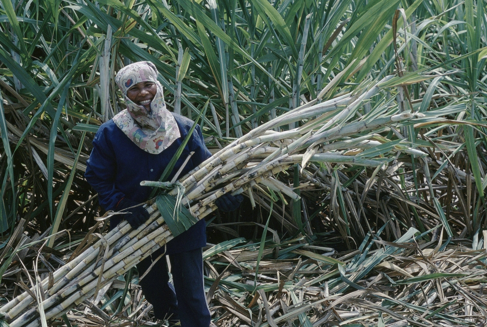 Thái Lan giảm xuất khẩu đường, tăng sản xuất ethanol