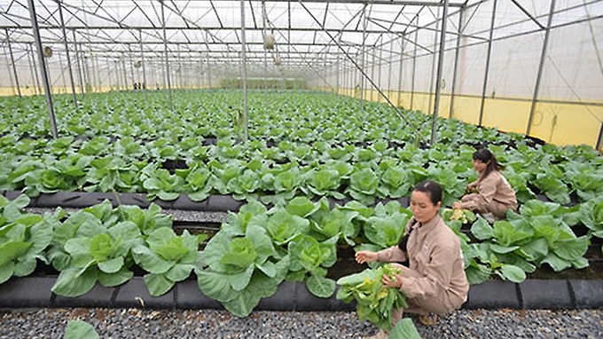 Thu hút doanh nghiệp đầu tư vào nông nghiệp (Kỳ 1)