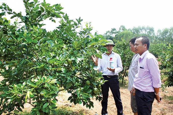 Ứng dụng công nghệ cao vào nông nghiệp: Hình thành các mô hình đột phá