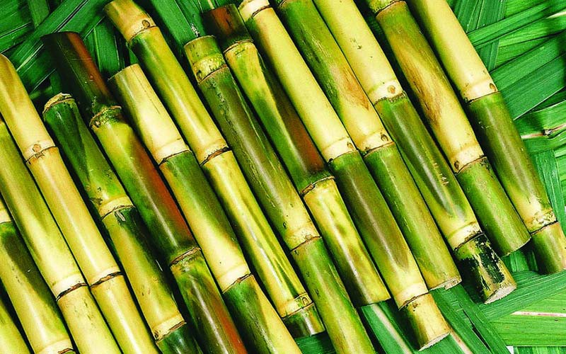 Sản lượng đường kỉ lục tại Ấn Độ gây áp lực lên giá và các khoản nợ nông dân